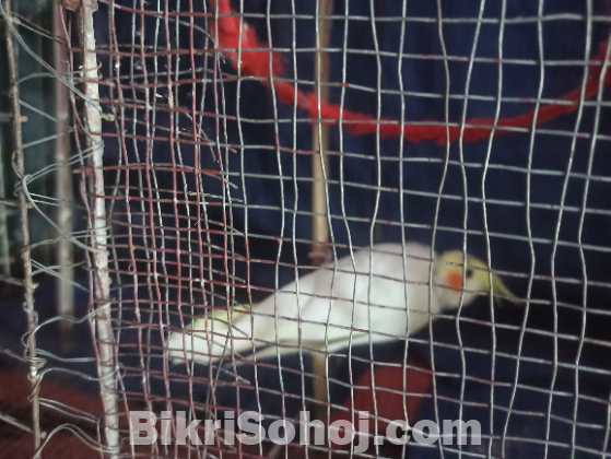 ককাটেল পাখি (yellow latino)